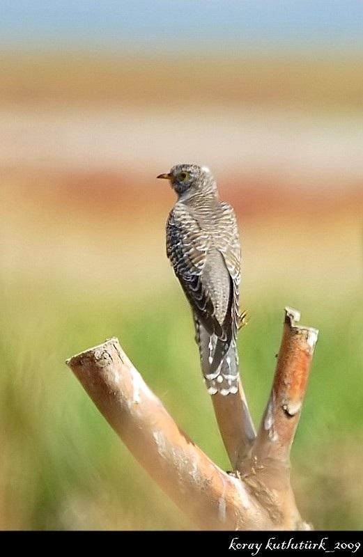 Common Cuckoo