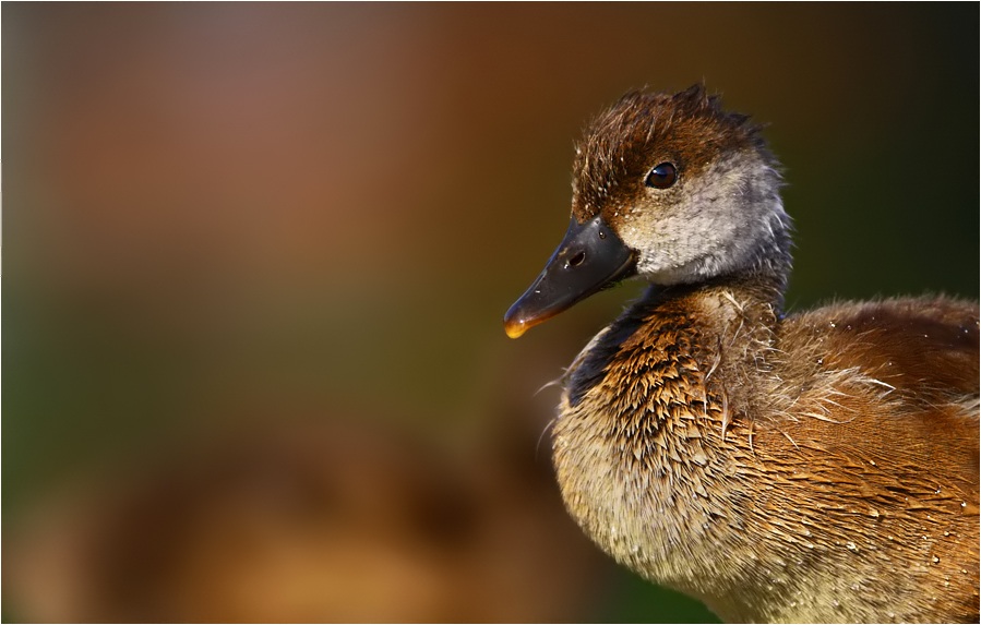 Red-crested Pochard