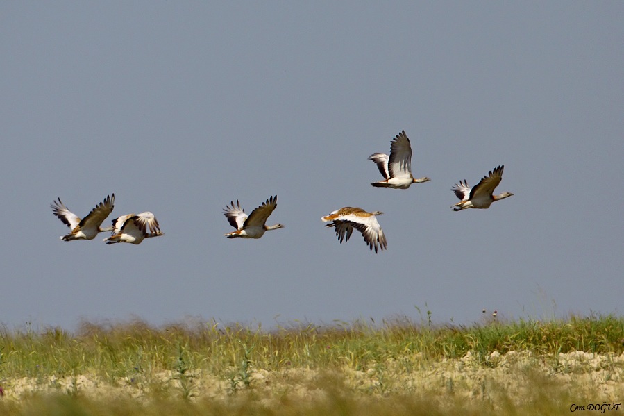 Great Bustard