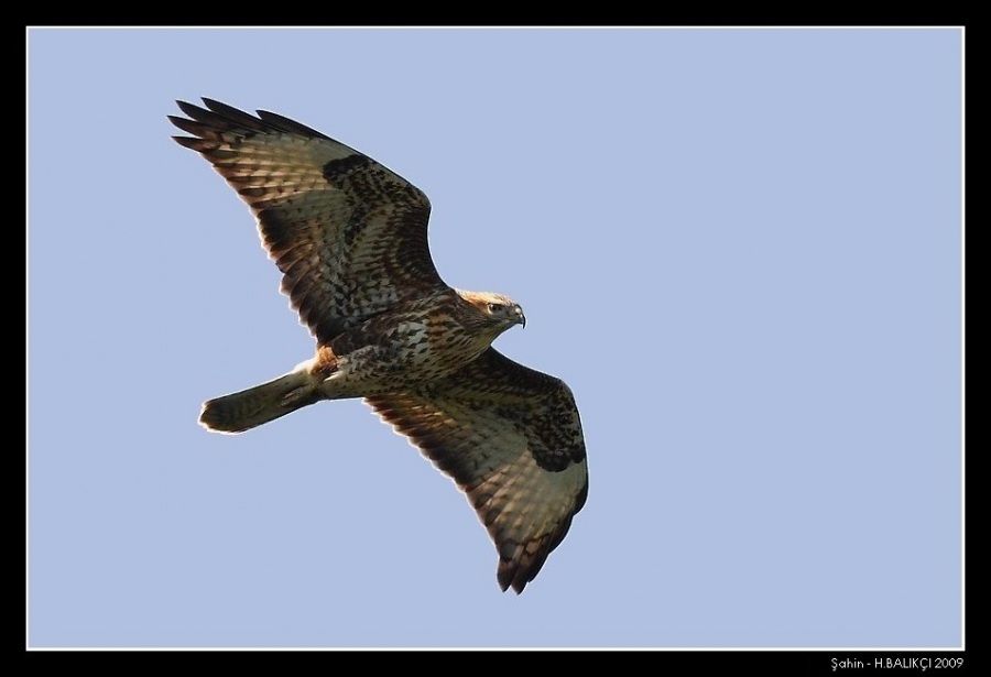 Common Buzzard