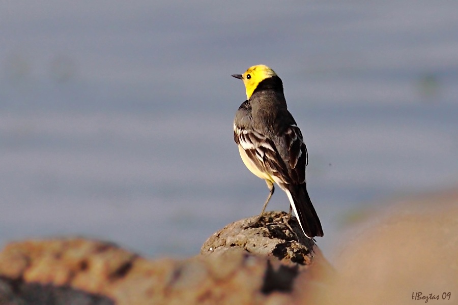 Citrine Wagtail