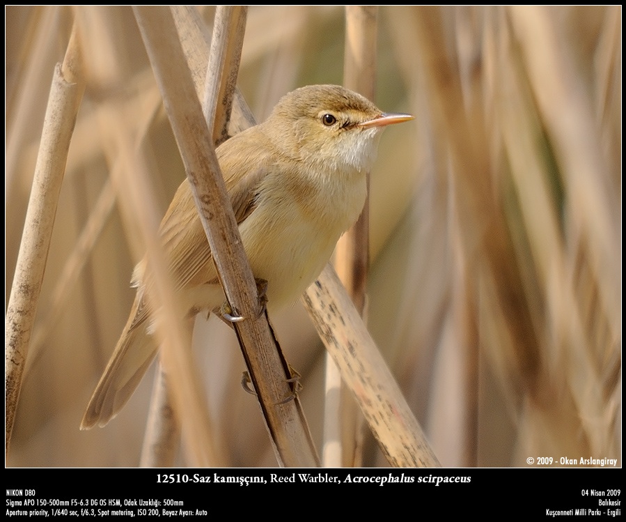 Common Reed Warbler