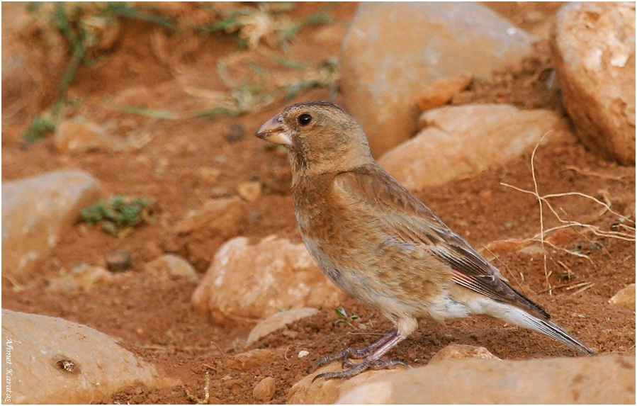 Crimson-winged Finch