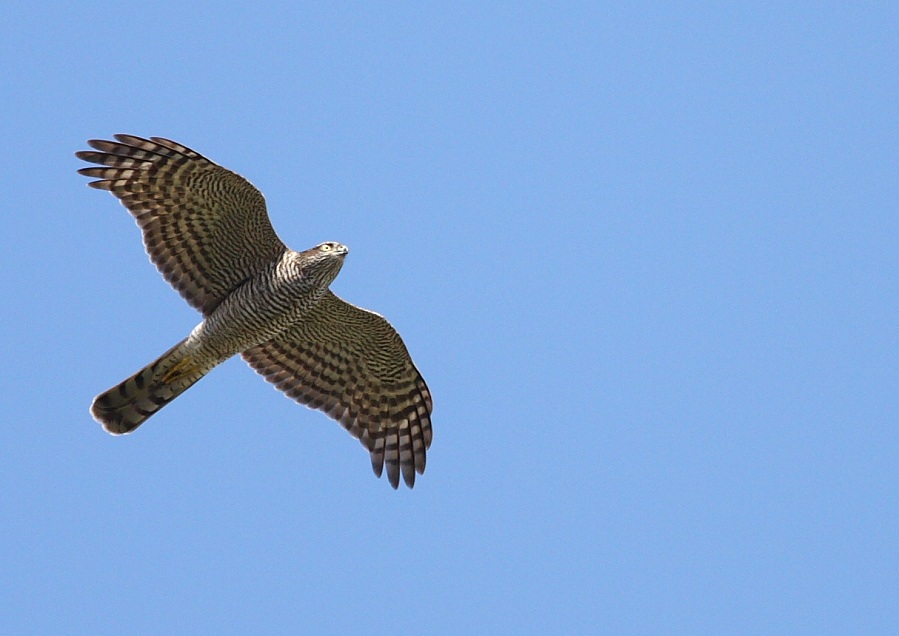 Eurasian Sparrowhawk
