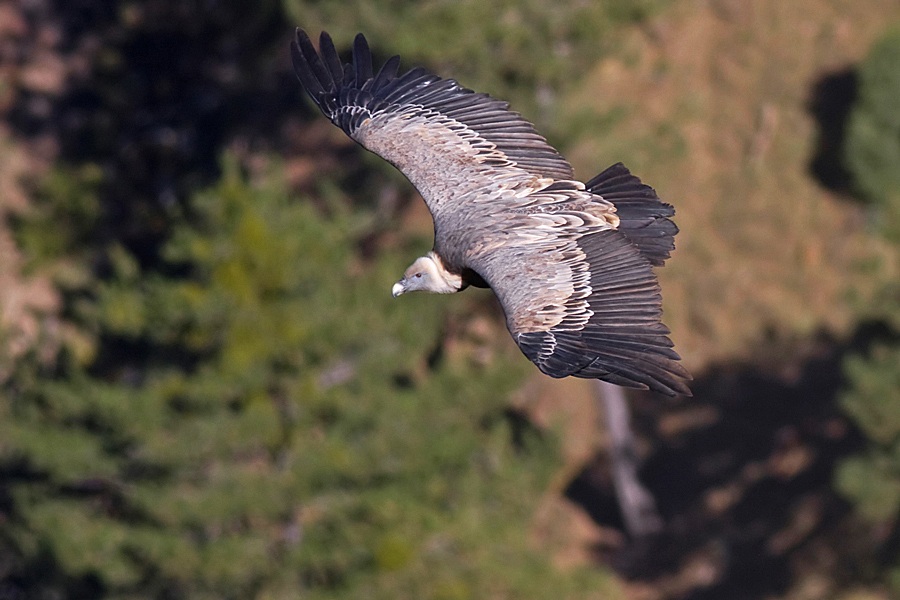 Griffon Vulture
