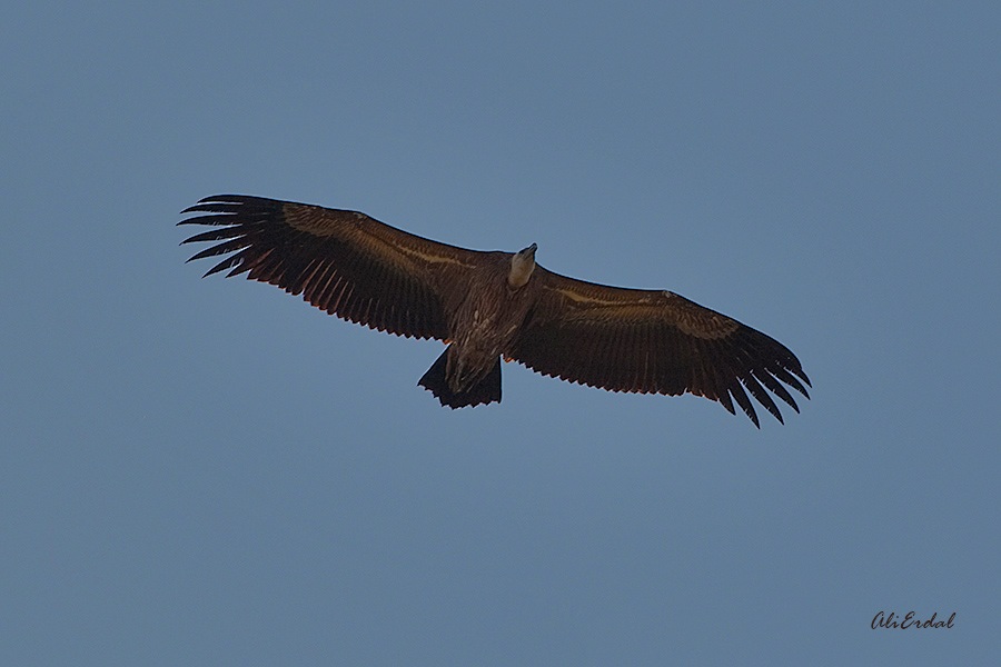 Griffon Vulture