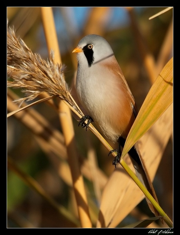 Bearded Reedling