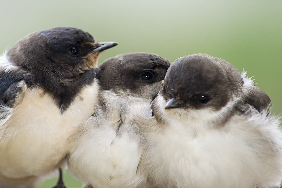 Western House Martin