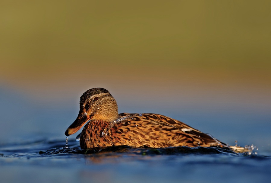 Mallard