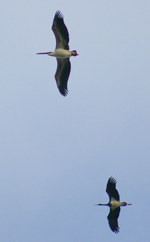 Great White Pelican