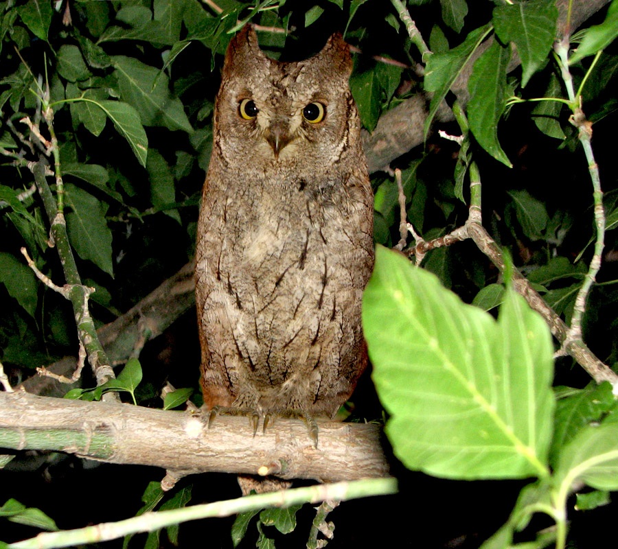 Eurasian Scops Owl