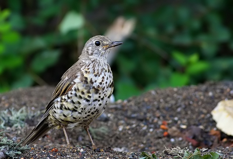 Mistle Thrush