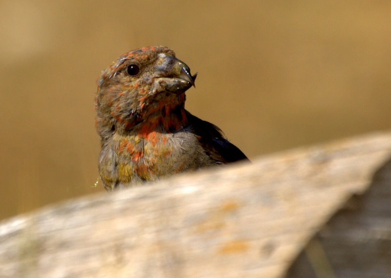 Red Crossbill