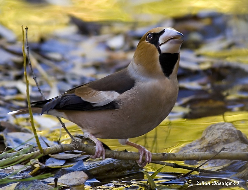 Hawfinch