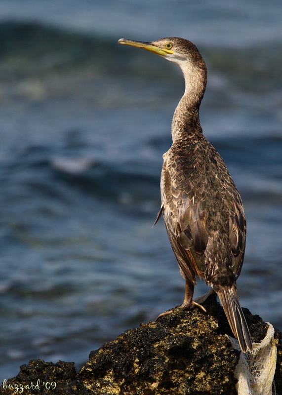 European Shag