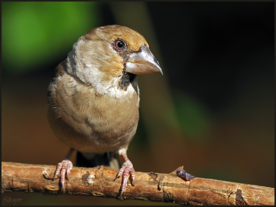 Hawfinch