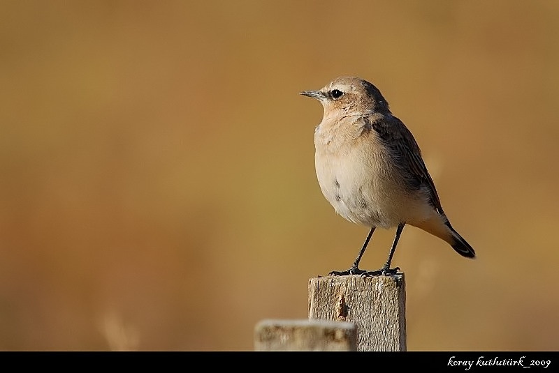 Northern Wheatear