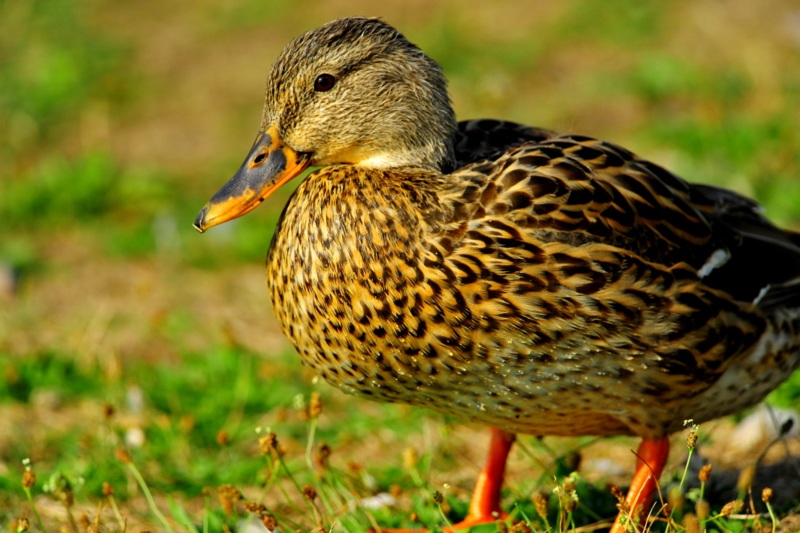 Mallard