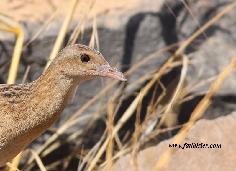 Corn Crake