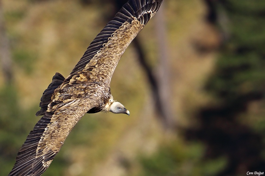 Griffon Vulture