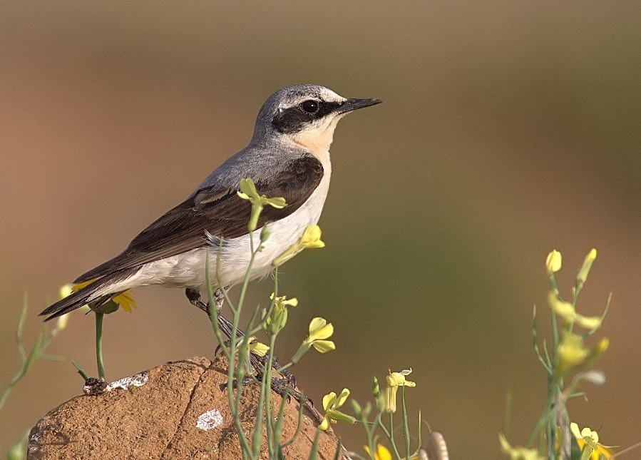 Northern Wheatear