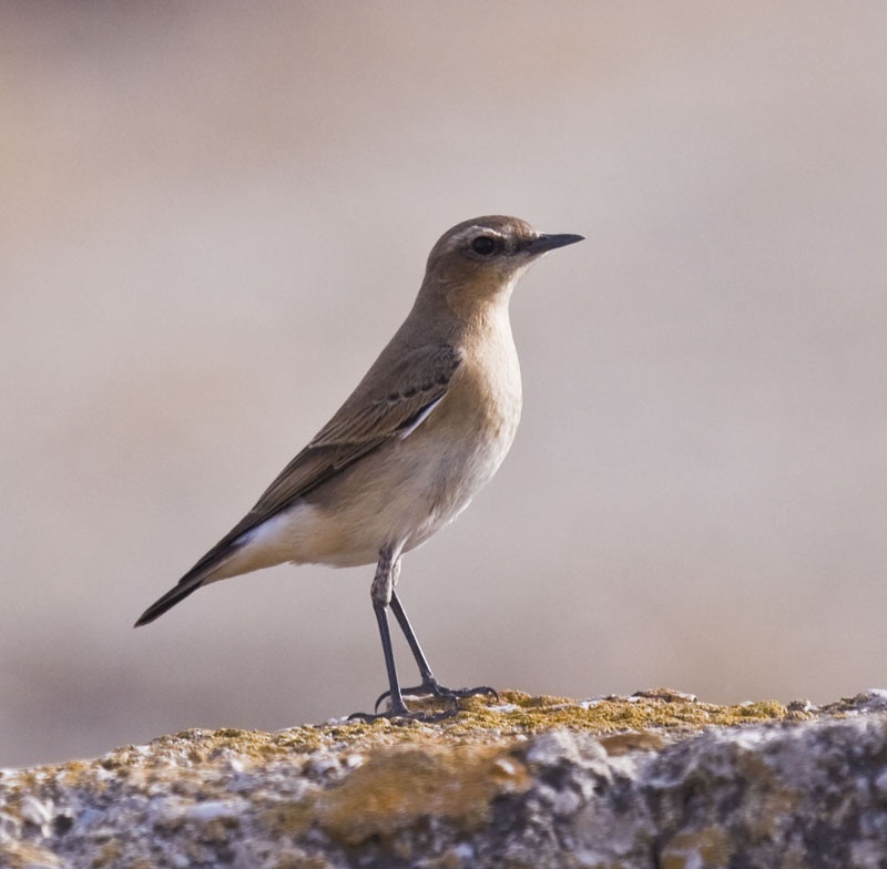 Northern Wheatear