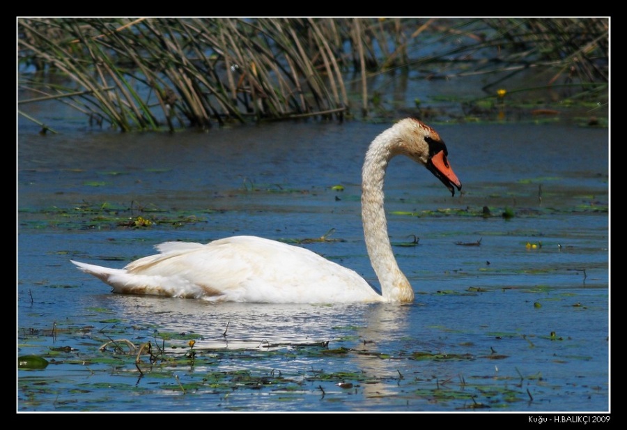 Mute Swan