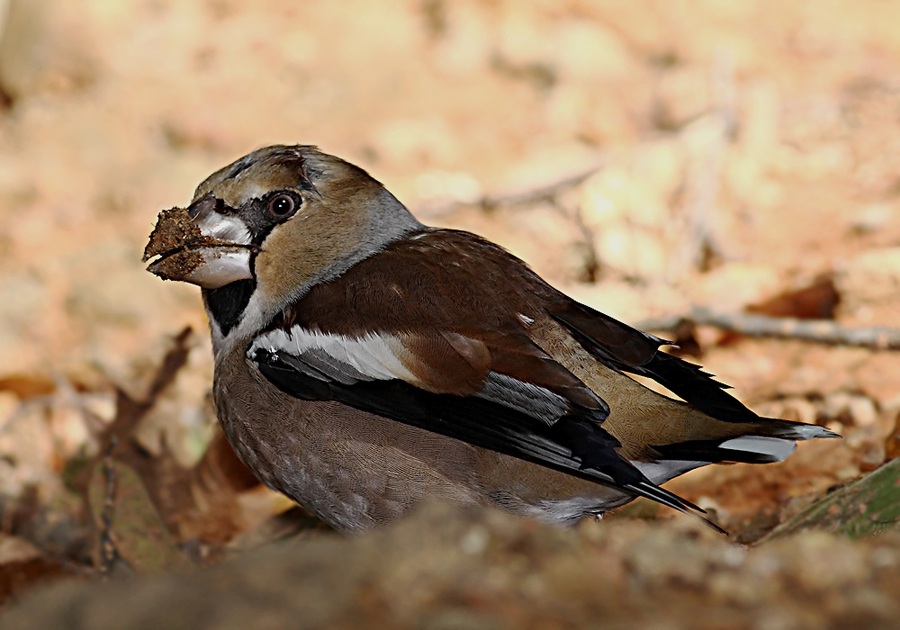 Hawfinch