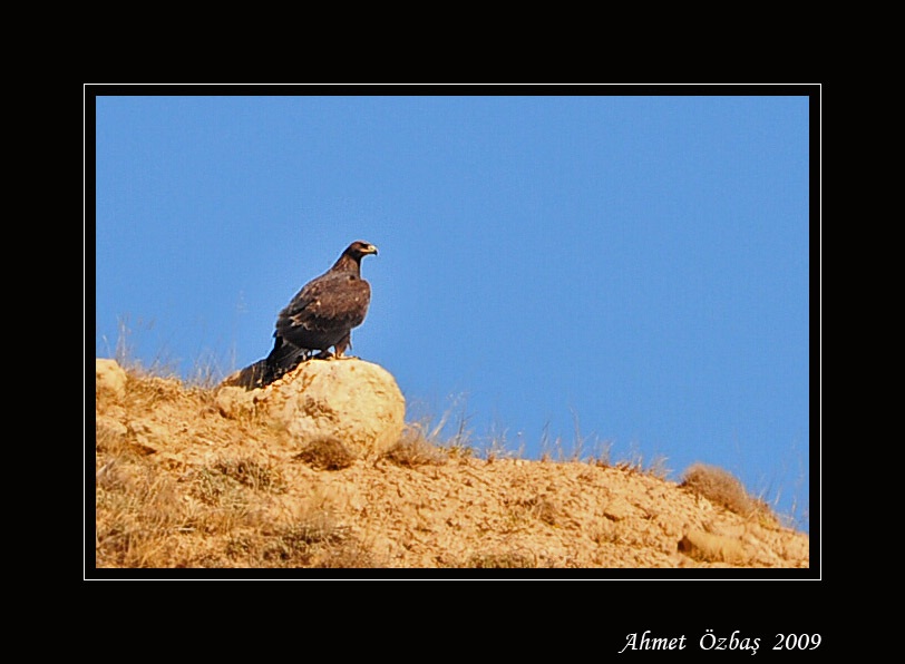 Golden Eagle