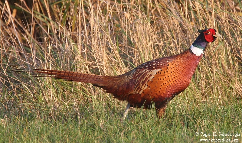 Common Pheasant