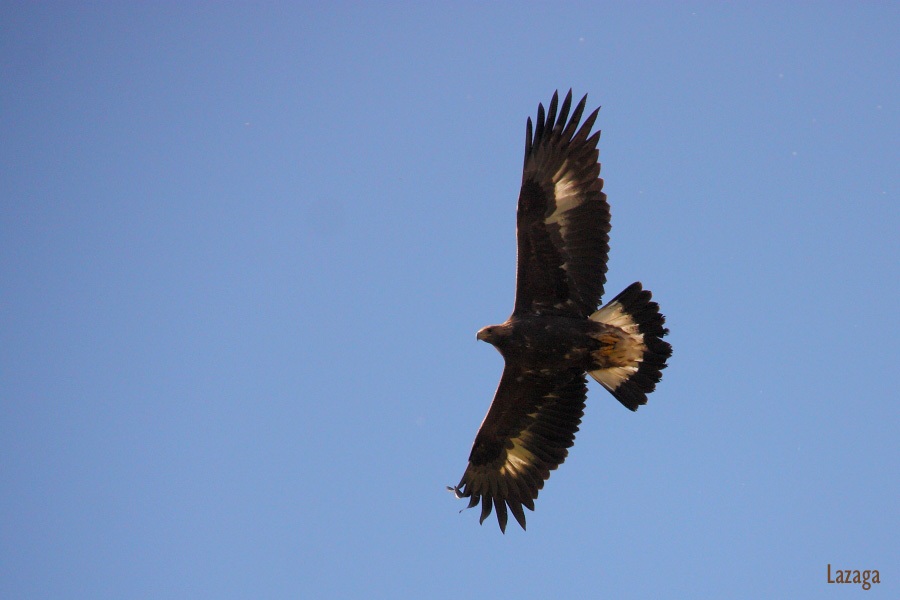 Golden Eagle