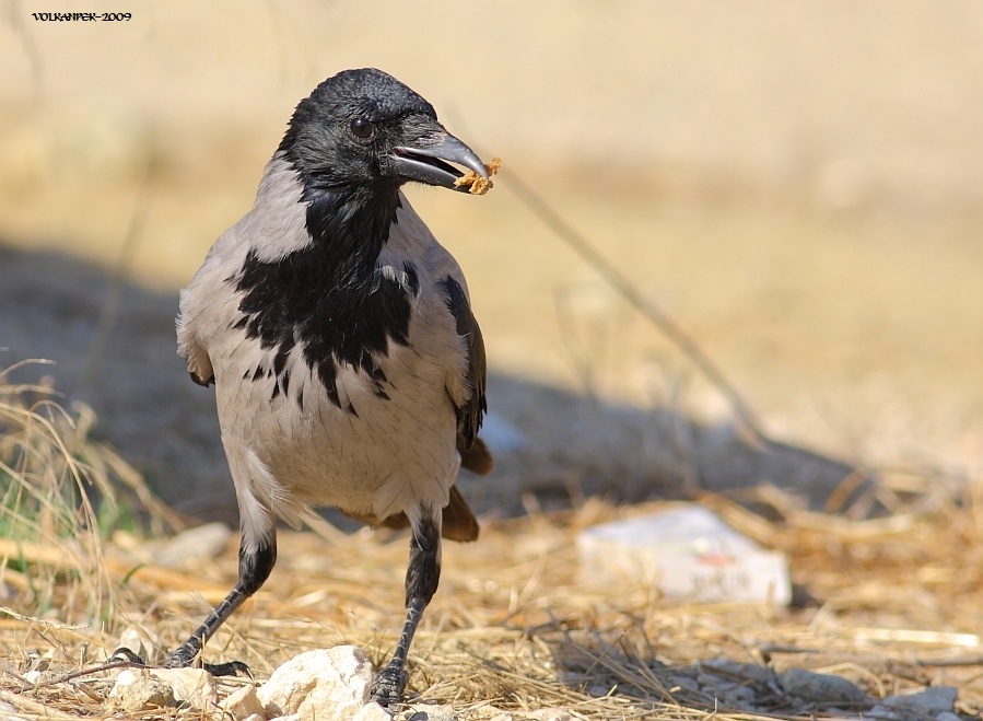 Hooded Crow