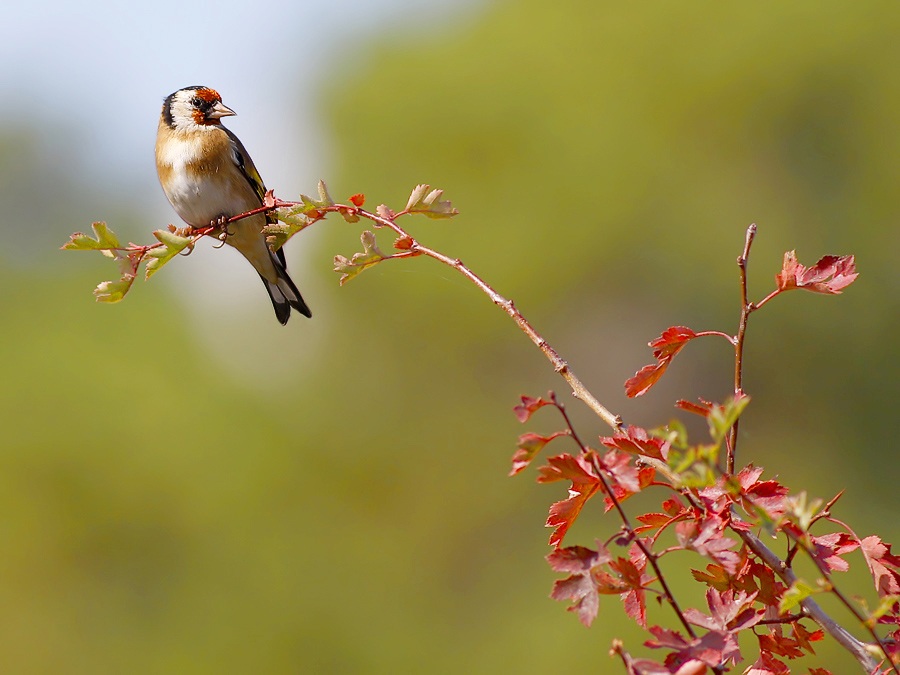 European Goldfinch