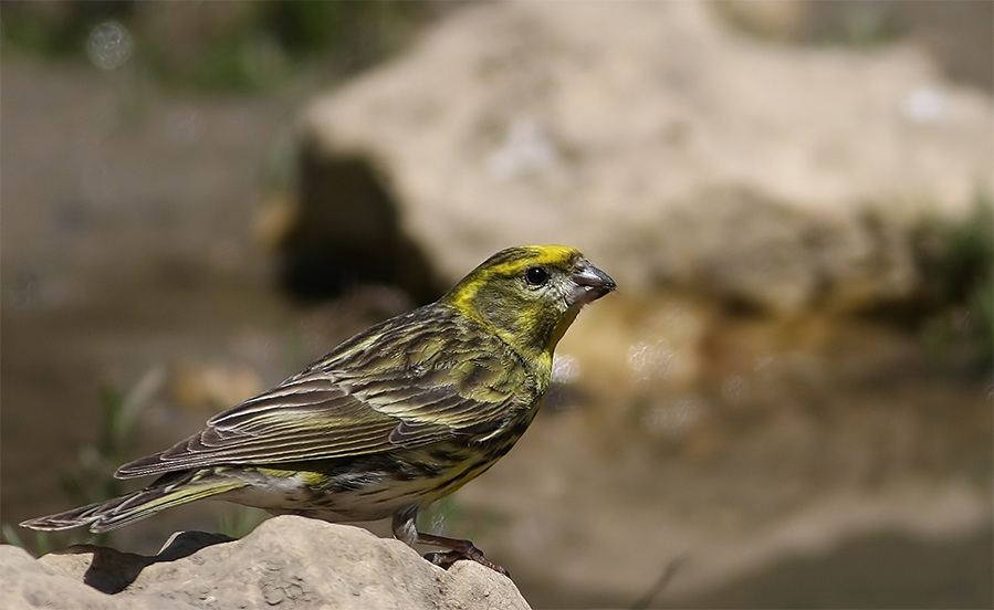European Serin