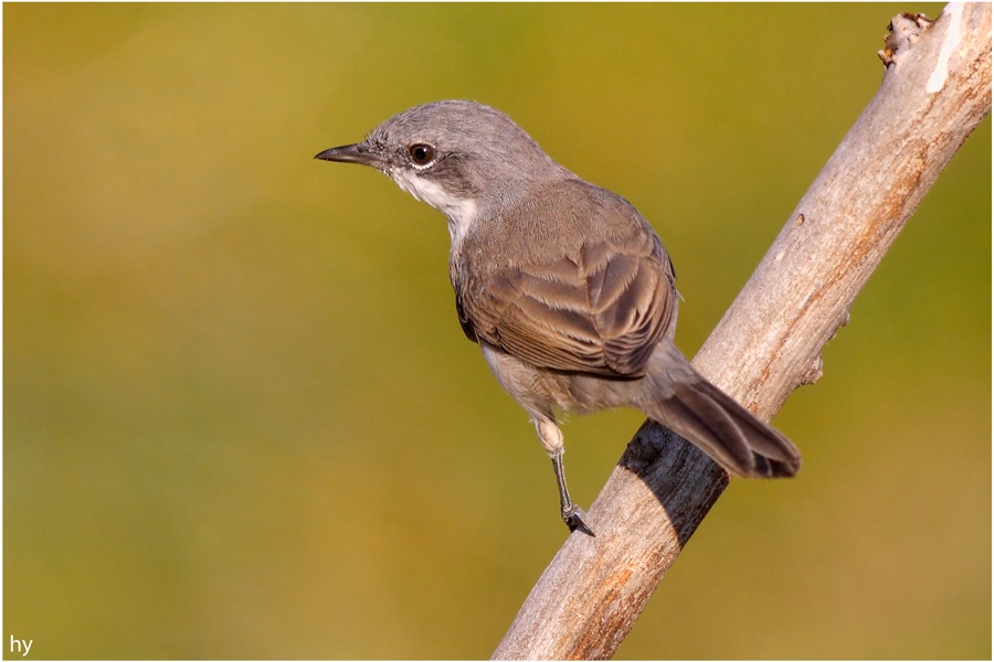 Eastern Orphean Warbler