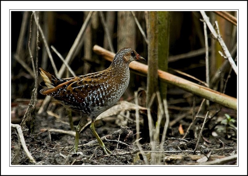 Spotted Crake