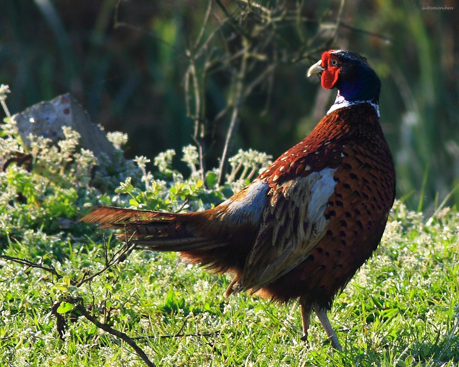 Common Pheasant