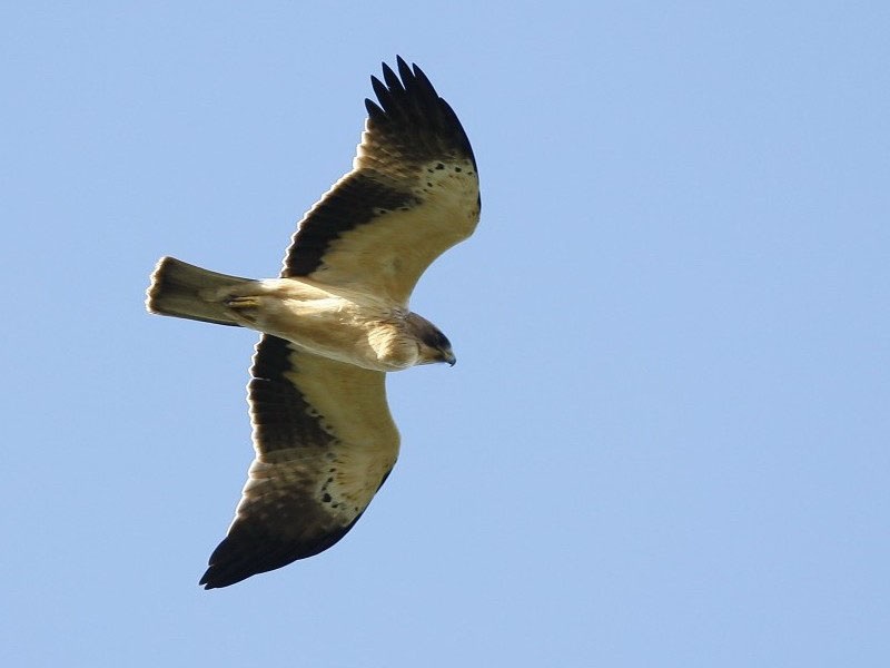 Booted Eagle