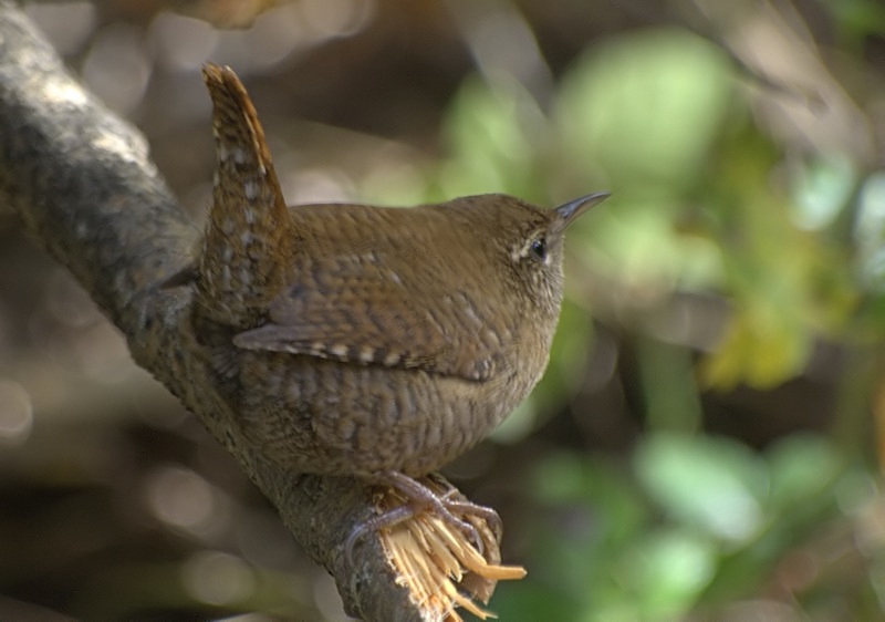 Eurasian Wren