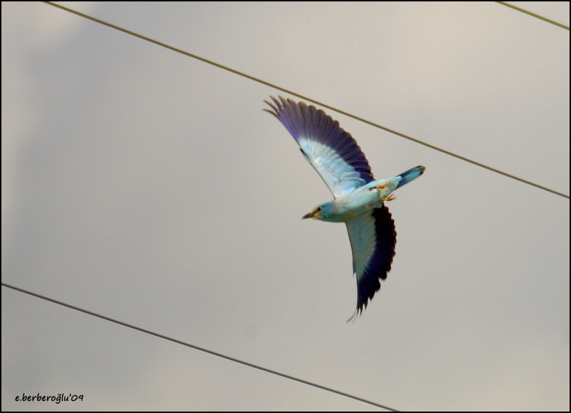 European Roller