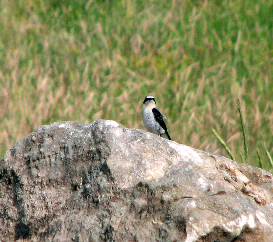 Northern Wheatear