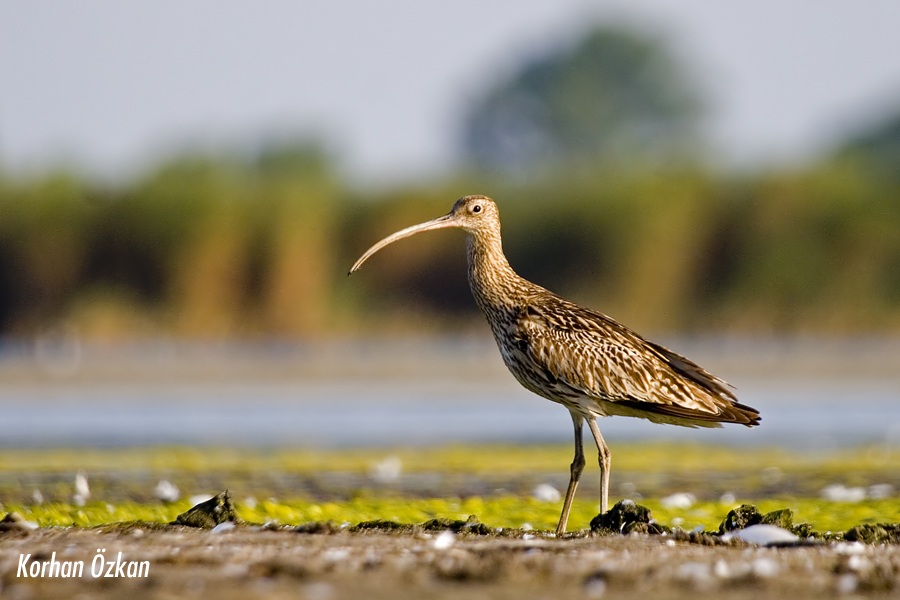 Eurasian Curlew