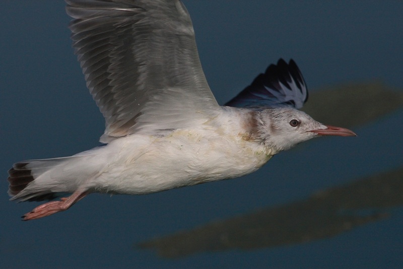 Slender-billed Gull