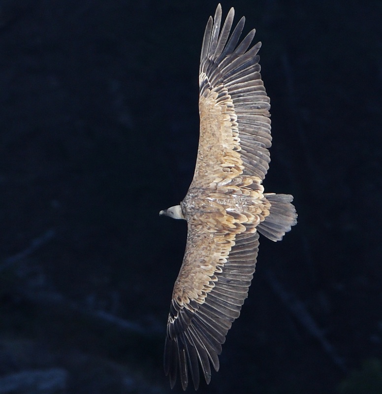 Griffon Vulture