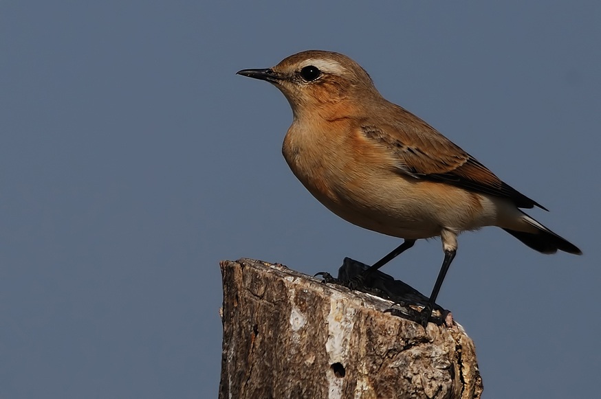 Northern Wheatear