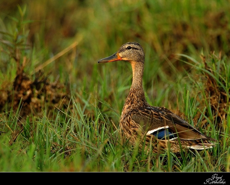 Mallard
