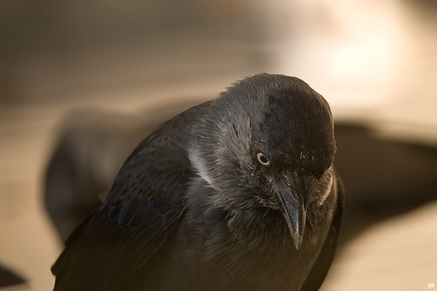 Western Jackdaw
