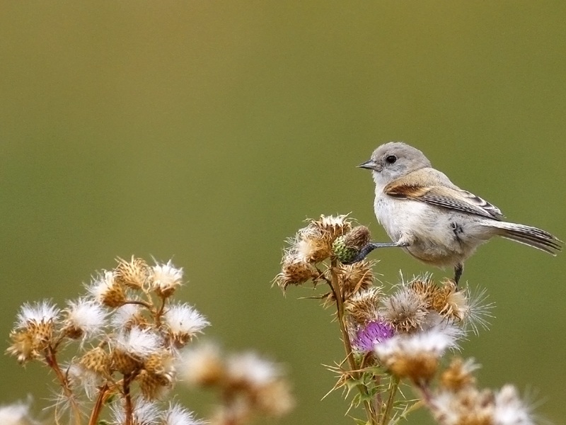 Eurasian Penduline Tit