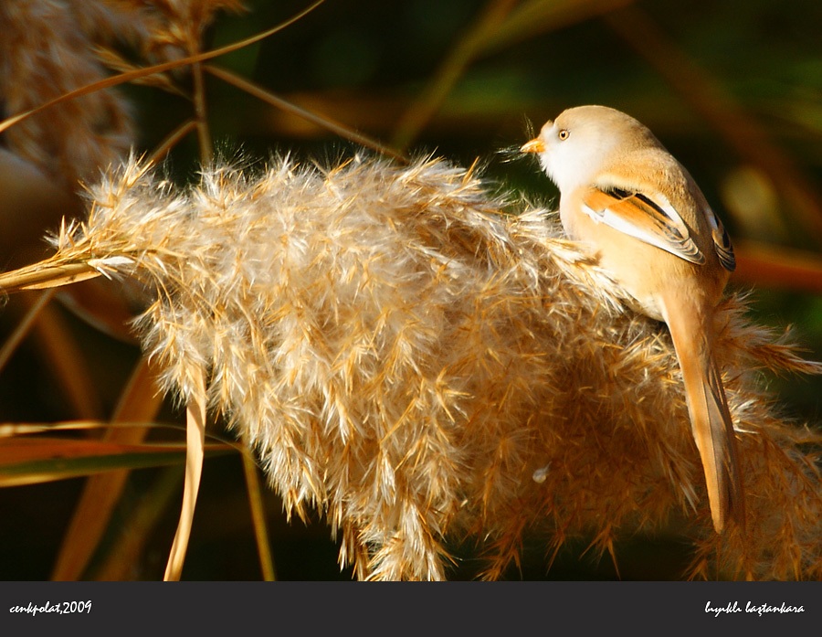 Bearded Reedling