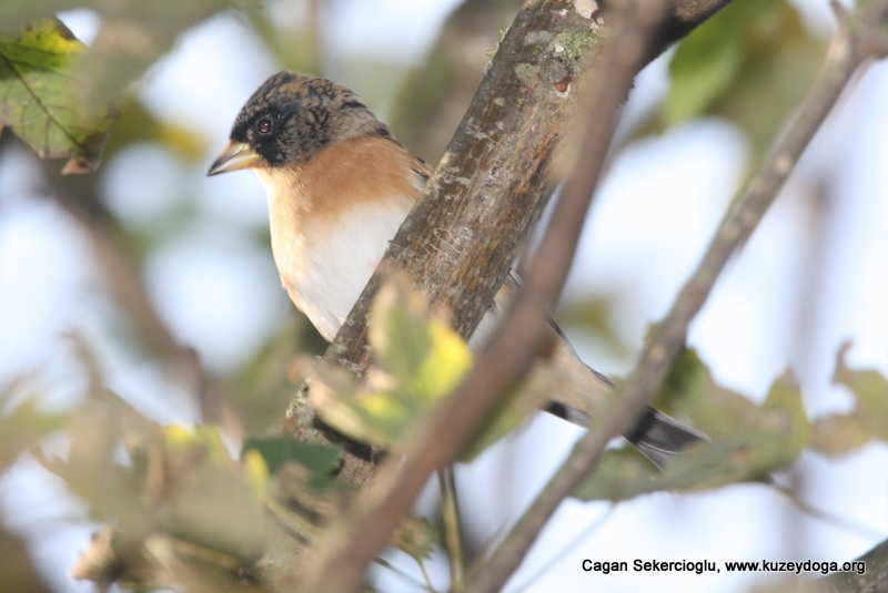 Brambling